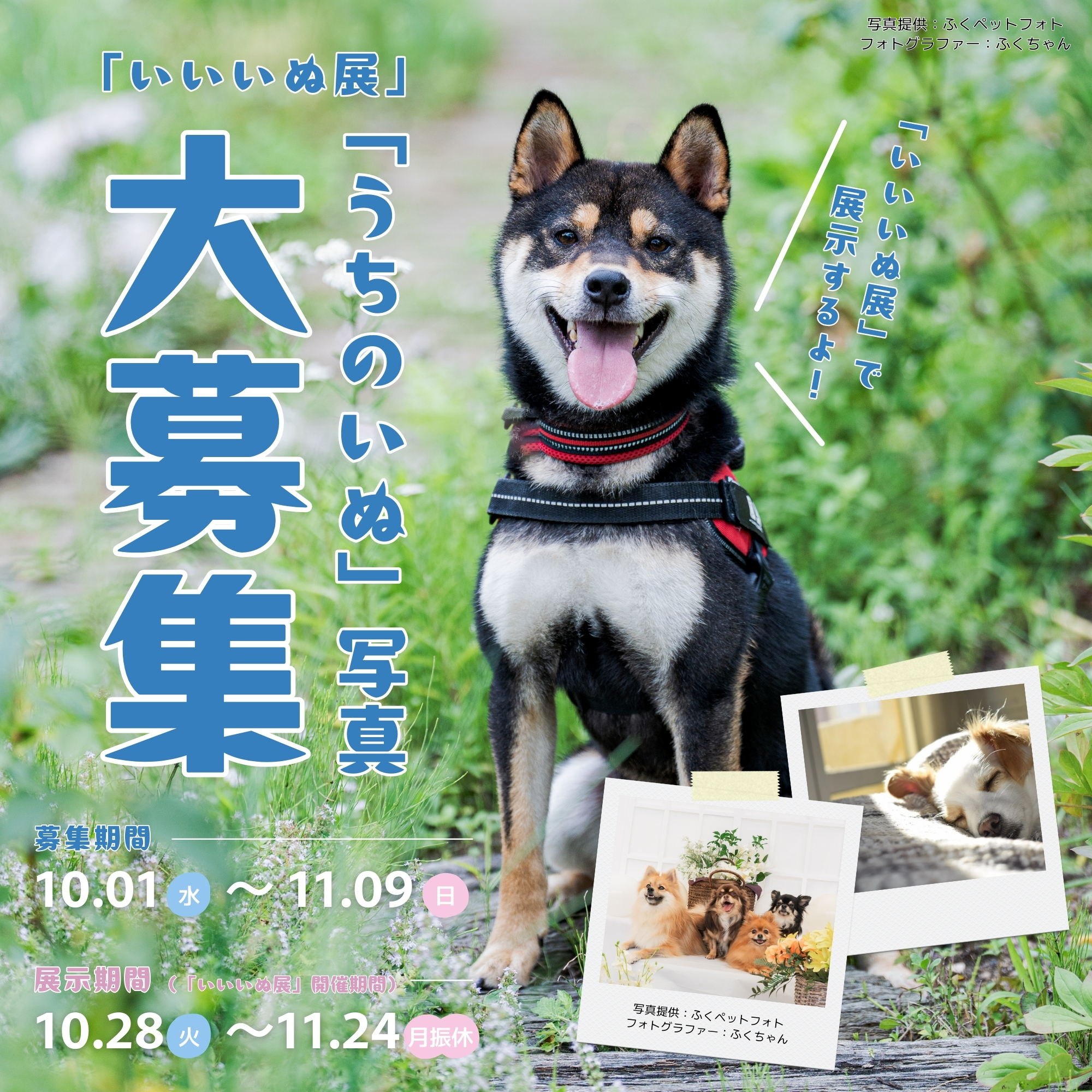 【10/1-11/9】「うちのいぬ」写真、大募集！